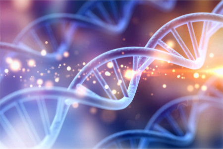 Quantitative Polymerase Chain Reaction Analysis